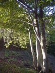 DSCN7384.JPG