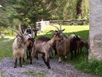 L'invasione delle capre!!