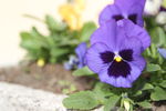 IMG_5648.JPG