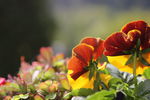 IMG_5649.JPG
