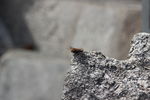 IMG_5653.JPG