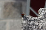 IMG_5654.JPG