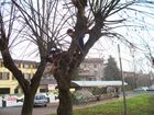 Santi e Tommi su un albero